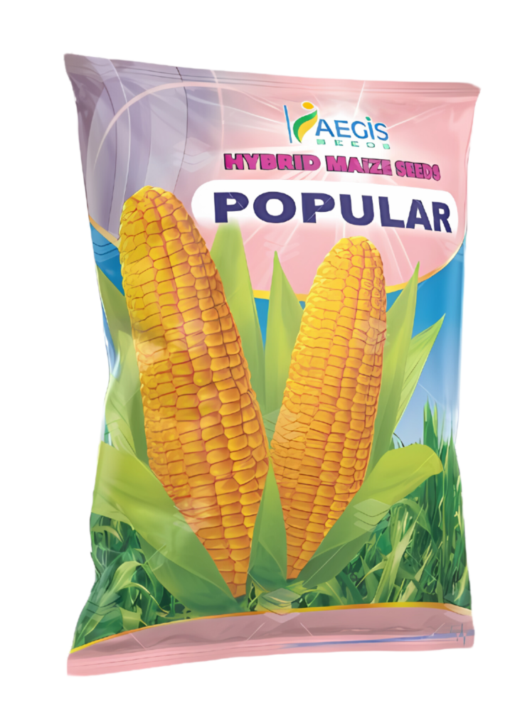 Popular maize seeds